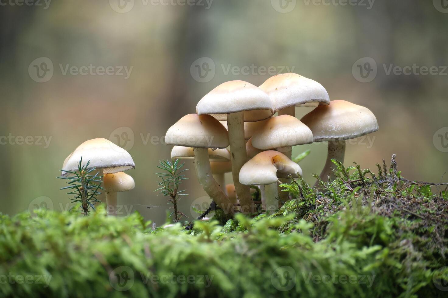Cluster of Mushrooms Growing on Lush Forest Floor photo
