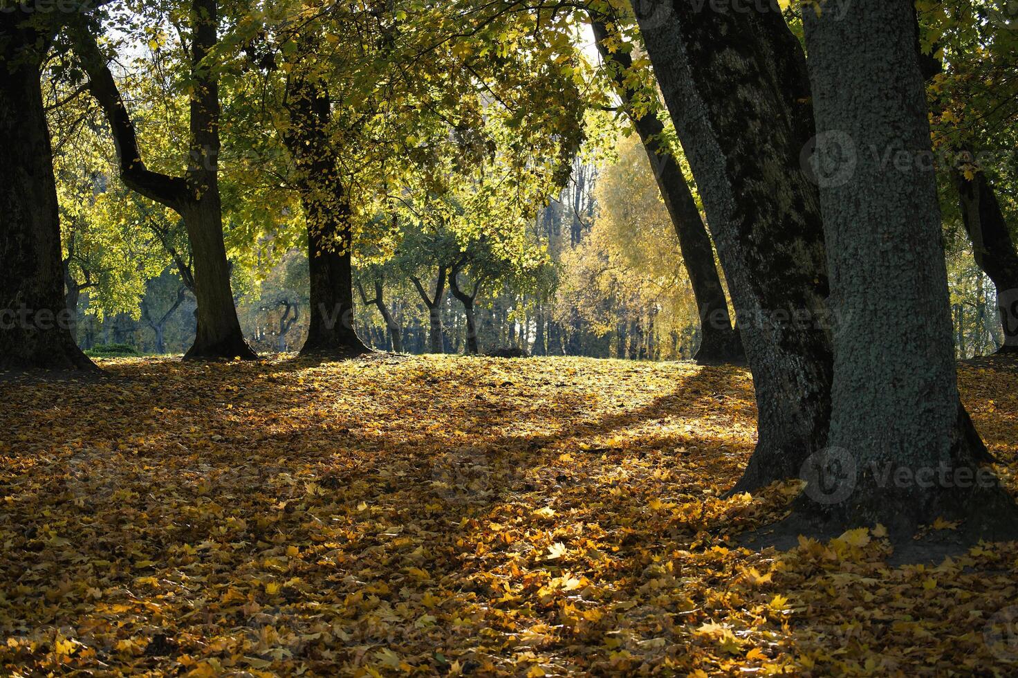 Sun-drenched autumn forest with golden leaves carpeting the ground photo