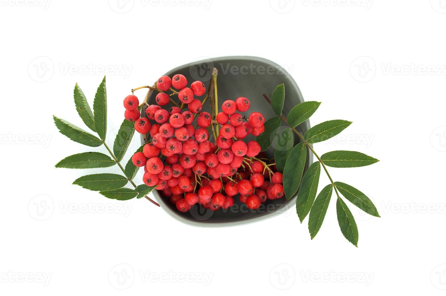Bright red rowan berries with green leaves isolated on a white background photo