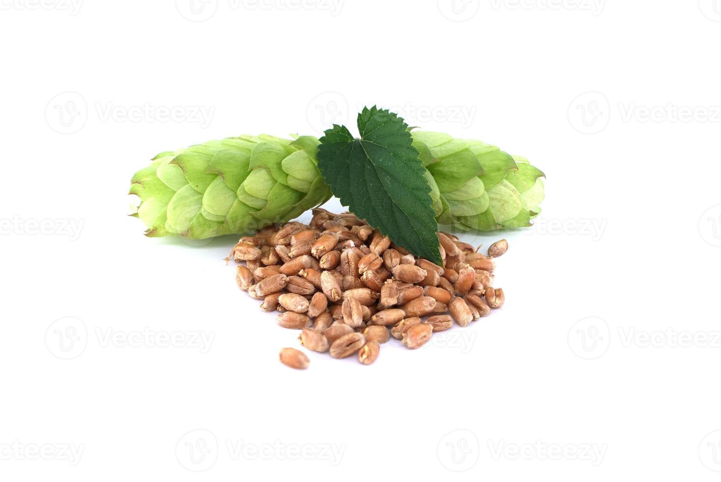 Green hops and wheat grains on white background representing essential ingredients for beer brewing photo