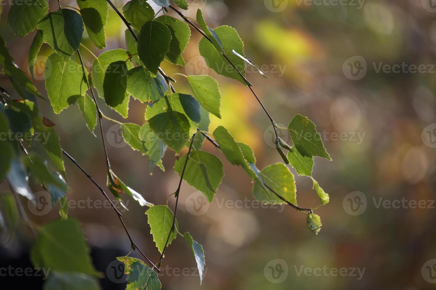 Sunlight filtering through vibrant green leaves in forest photo