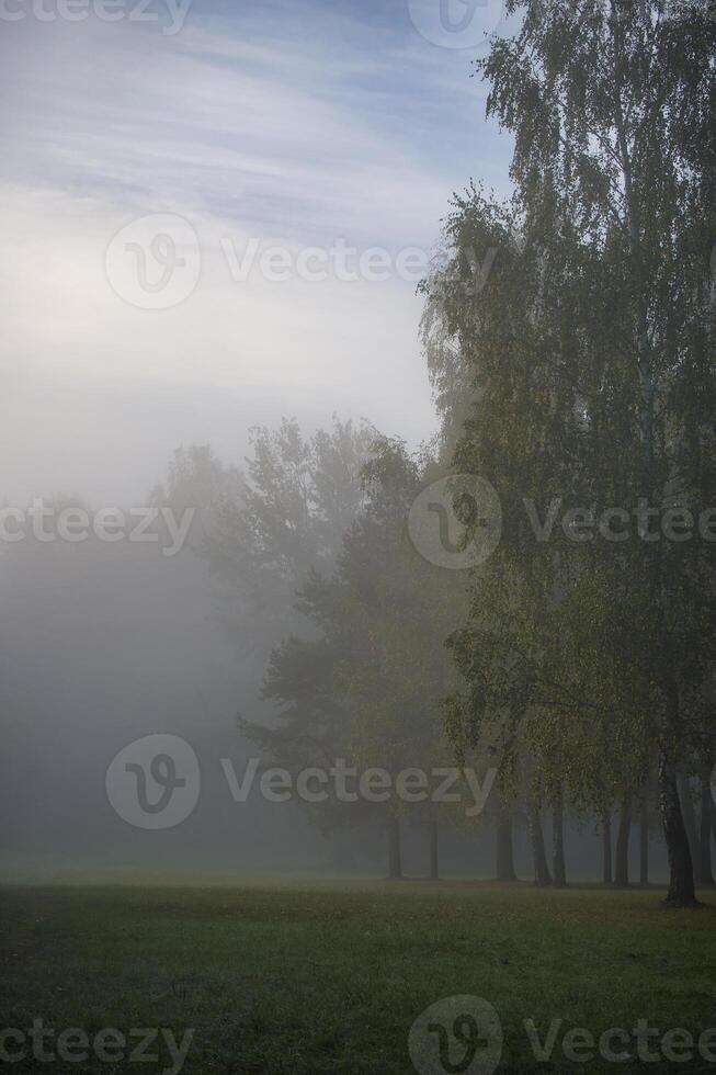 Misty morning landscape with lush trees and fog photo