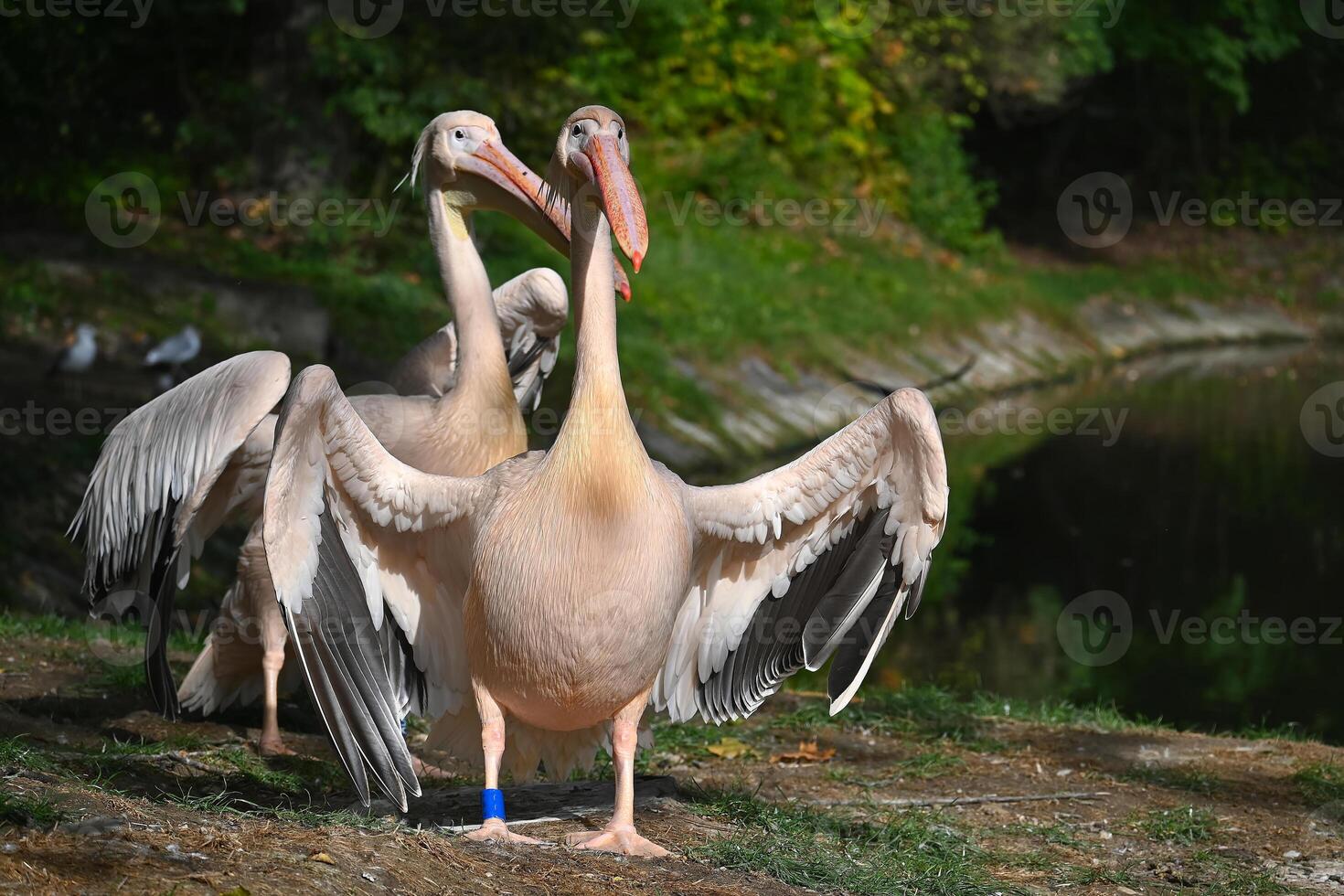 Pelicans Standing by a Serene Pond in a Lush Forest photo