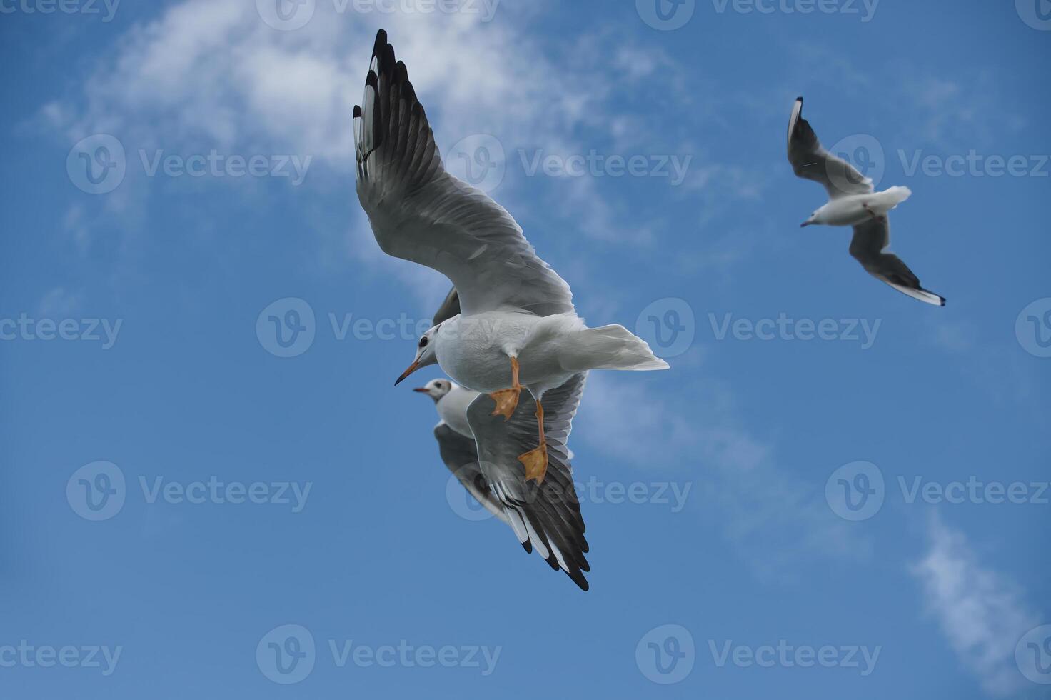 Majestic seagulls soaring against a vibrant blue sky with scattered clouds photo