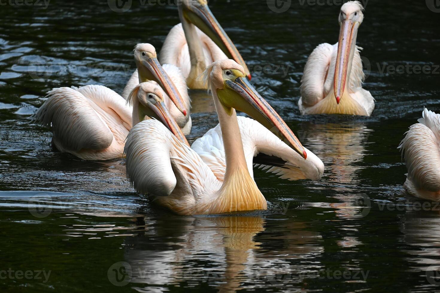 Graceful Pelicans Gliding Serenely Across a Tranquil Pond photo