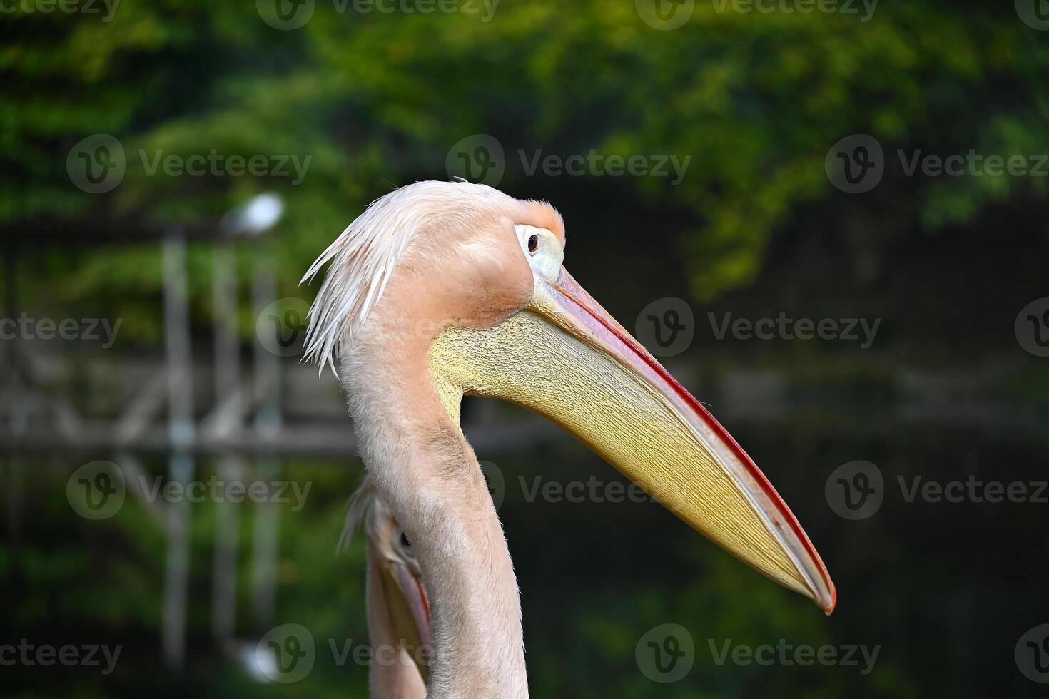 Portrait of a pelican by a tranquil pond photo
