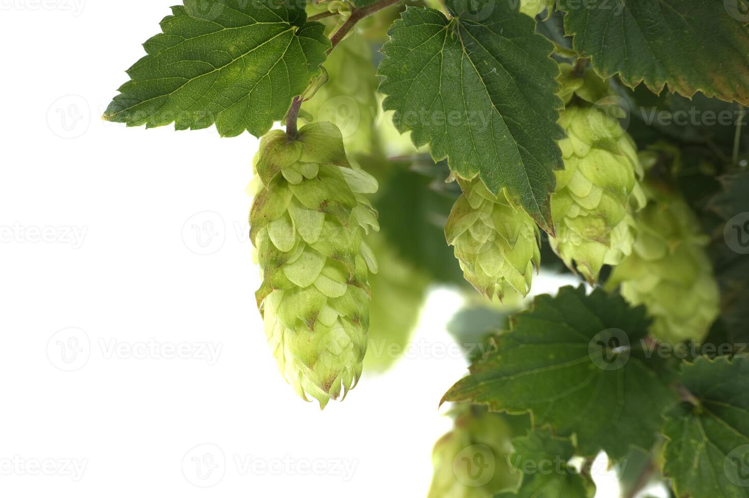 Detailed closeup of fresh green hops on vine over white background highlighting texture and vibrancy photo