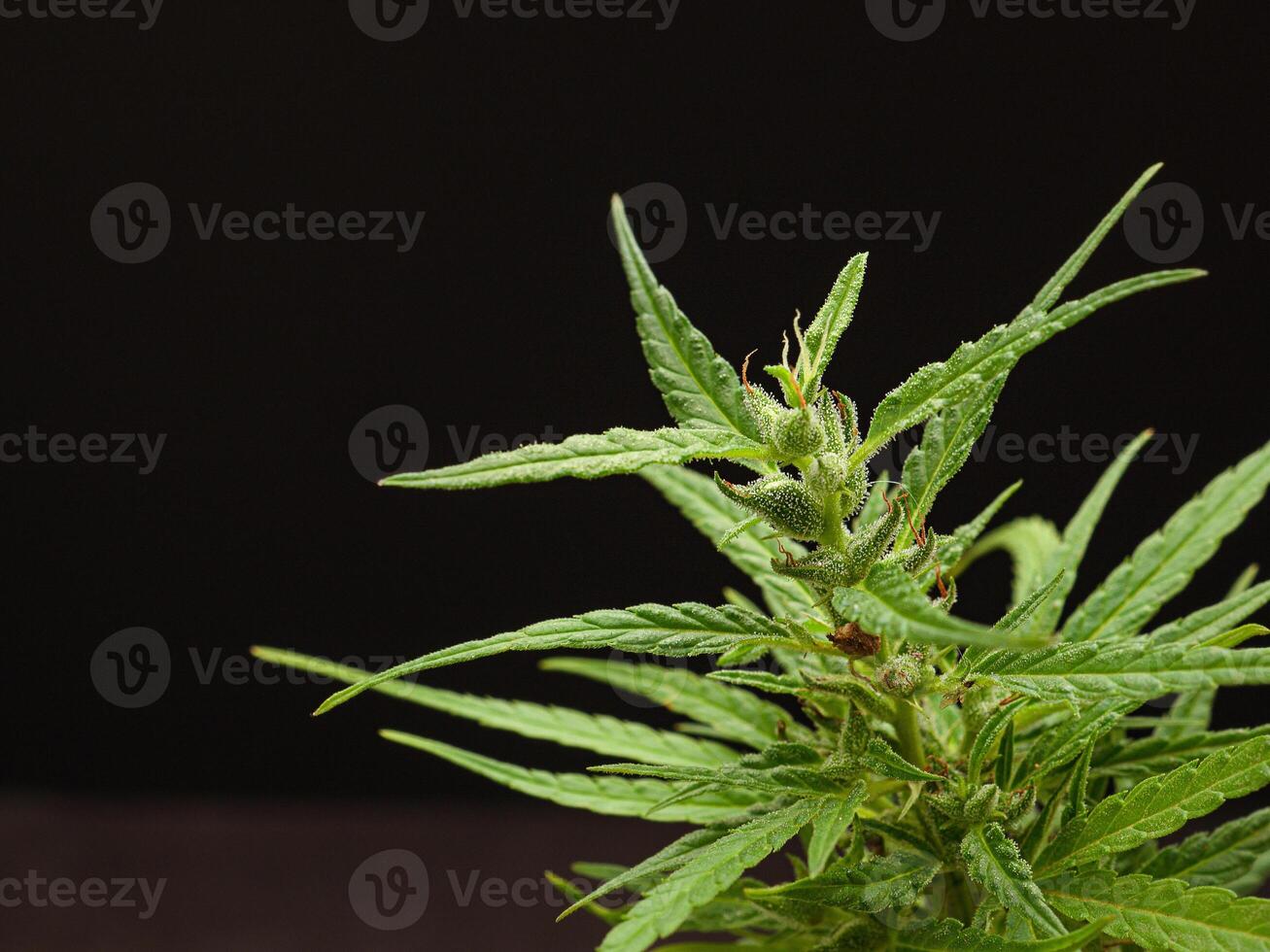 Cannabis plant against a black background. Texture marijuana leaves photo