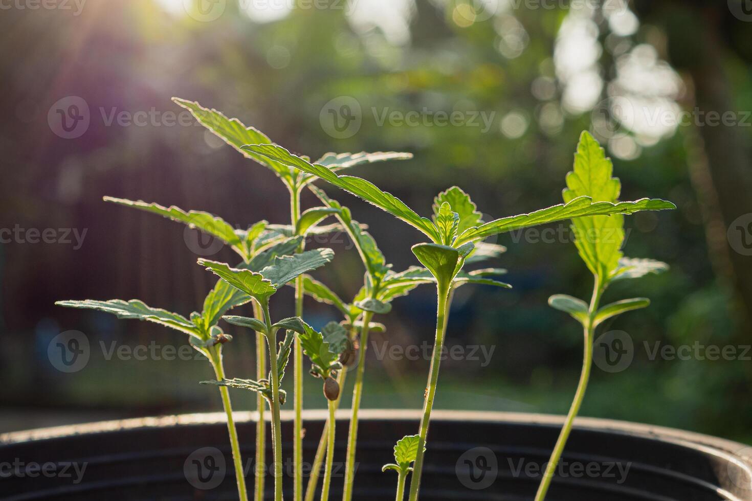 Close-up of cannabis sapling plant in a potted photo