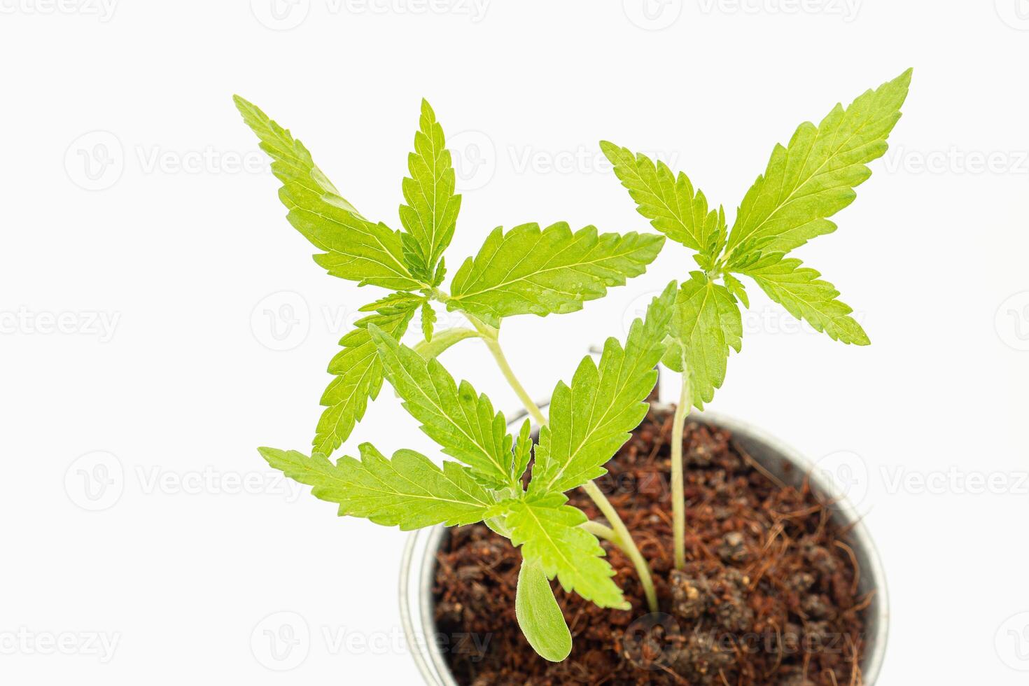 Cannabis seedling growing in a potted over on a white background photo