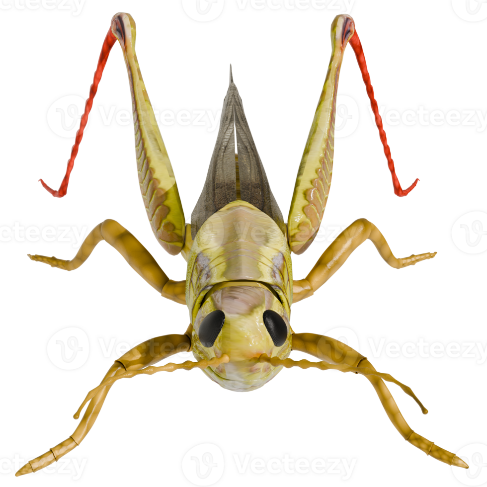 A grasshopper with long legs and a long tail png