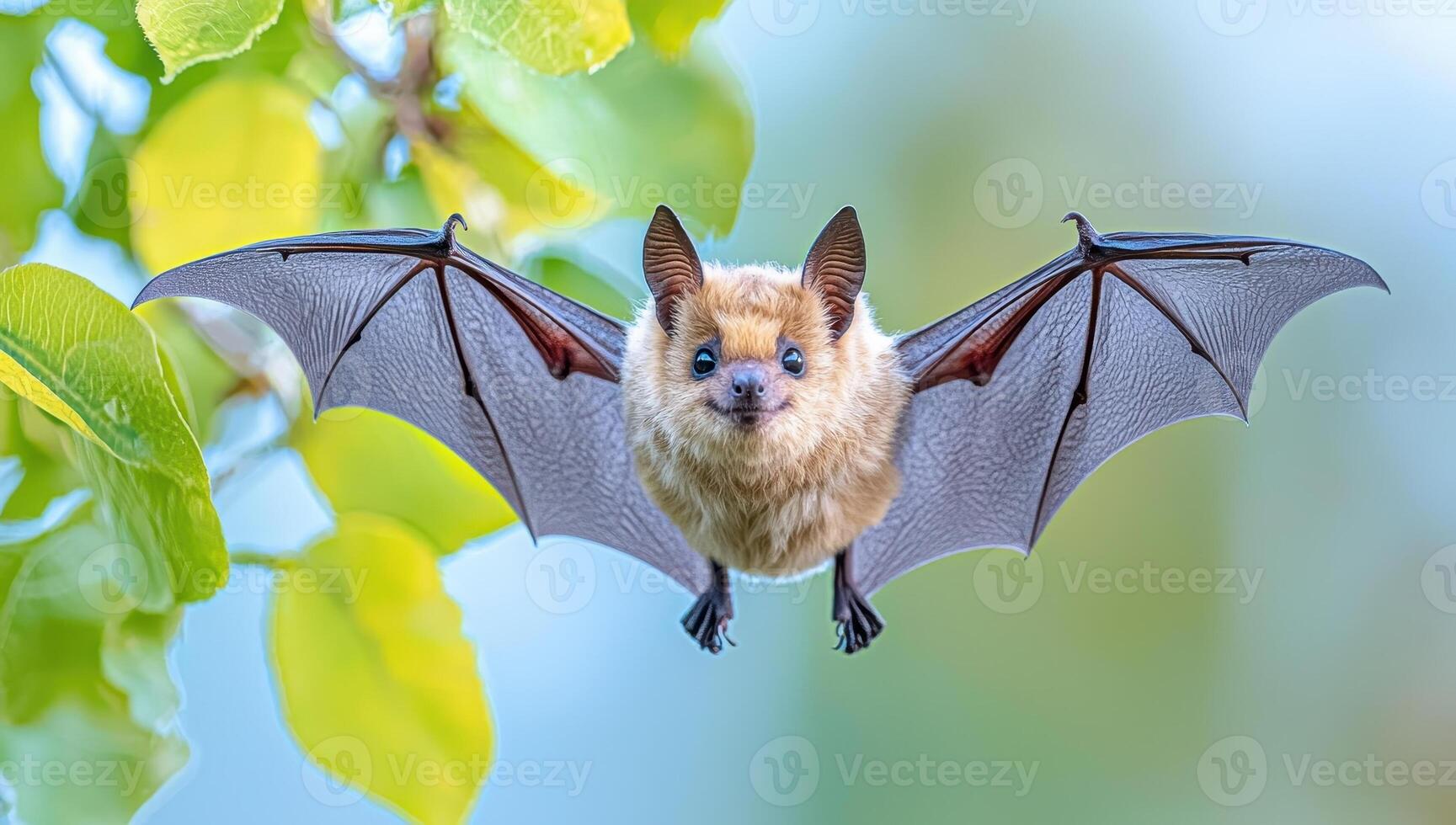 A bat in flight with open wings. Concept of nocturnal wildlife. photo