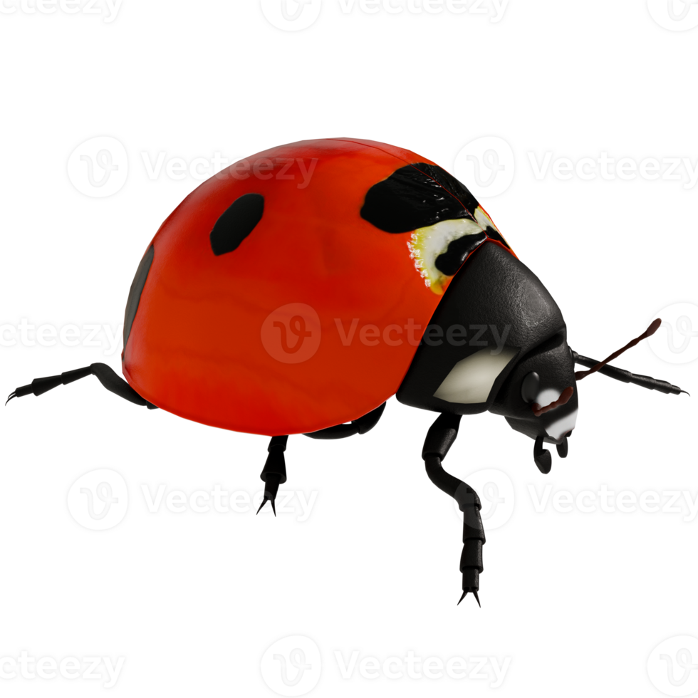 Ladybug 3d model png
