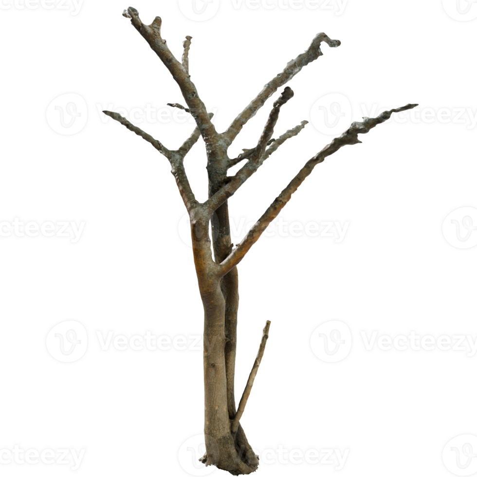 A dead tree with no leaves on it png