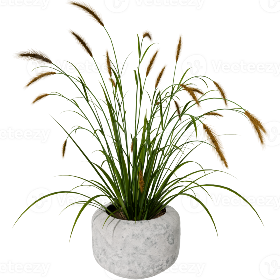 A plant in a white pot with brown grass png