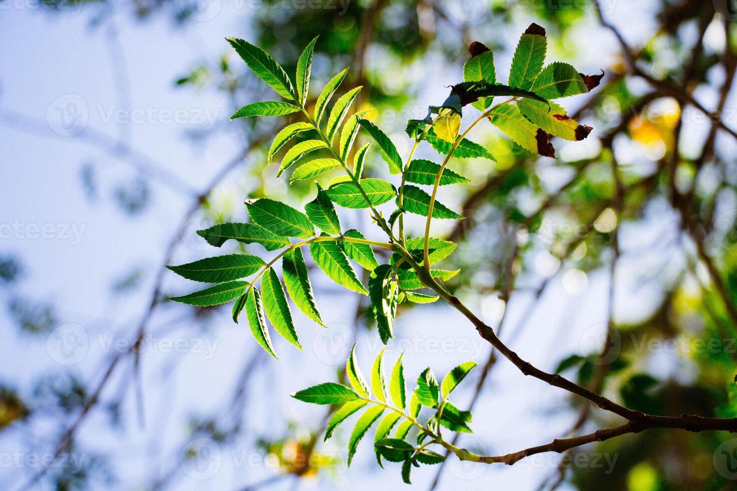 Green Leaves Illuminated By Sunlight On A Tree Branch Against A Soft Blue Sky photo