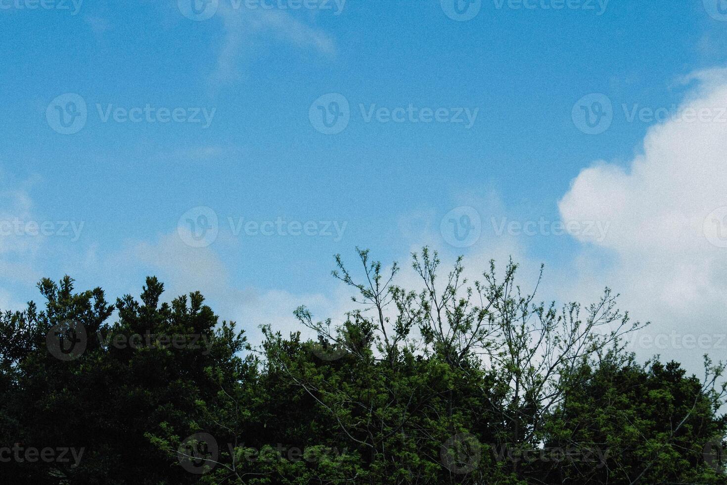 Lush Green Trees Against A Clear Blue Sky On A Sunny Day In A Park photo