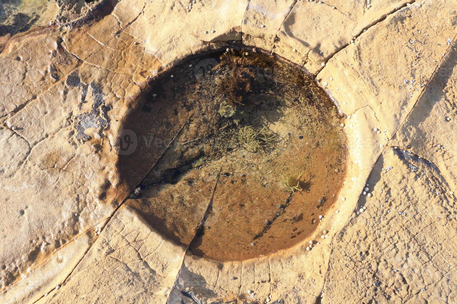 Tide Pool On A Rocky Surface With Small Marine Plants And Algae Forming A Circular Shape photo