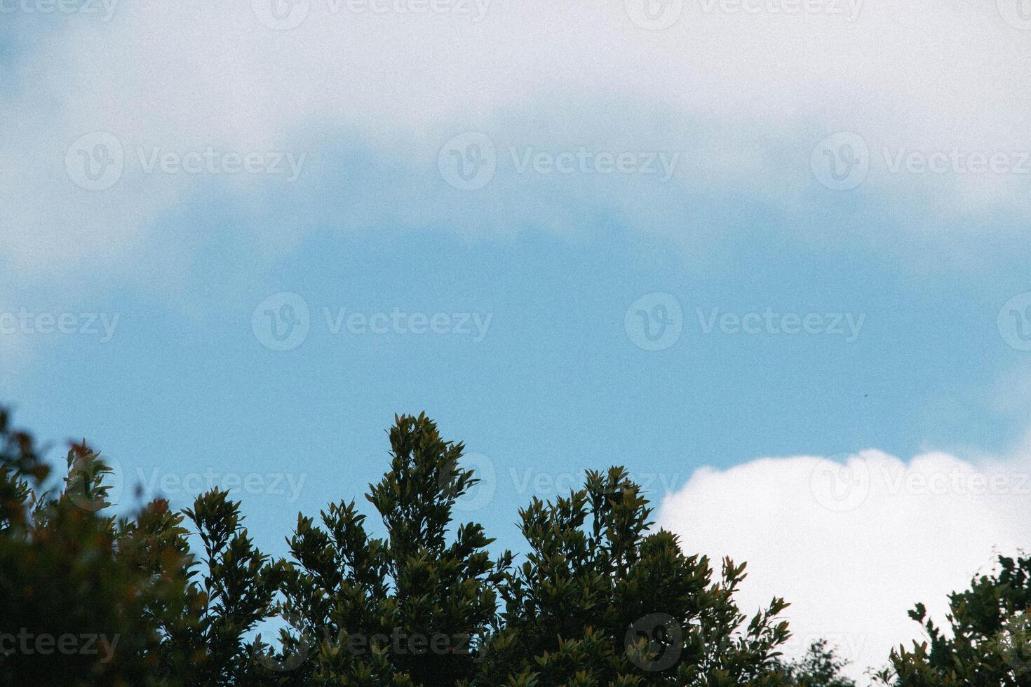 Vibrant Green Tree Canopy Under A Partially Cloudy Sky On A Warm Day photo