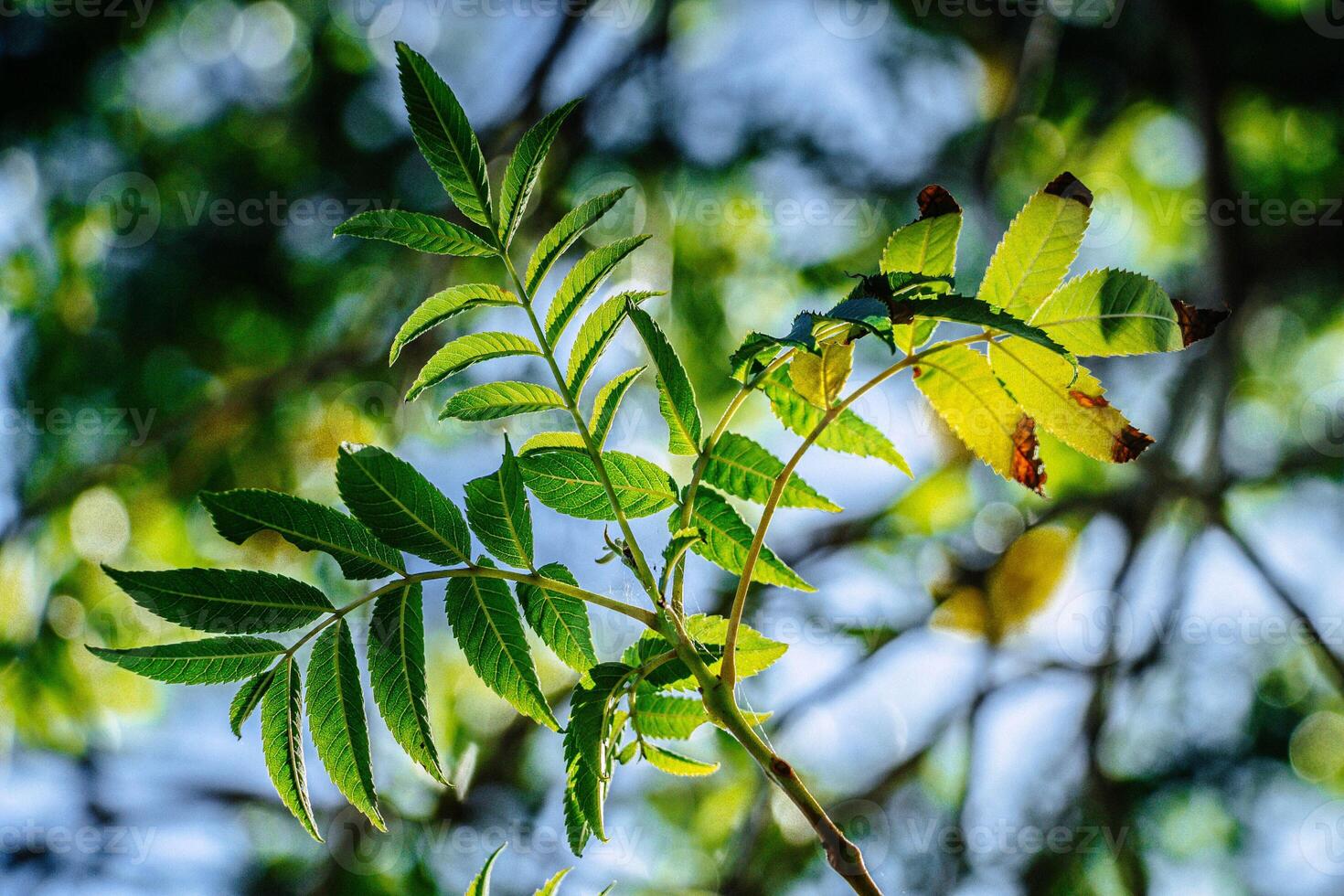 Sunlight Shining Through Green Leaves On A Tree In A Natural Forest Setting photo