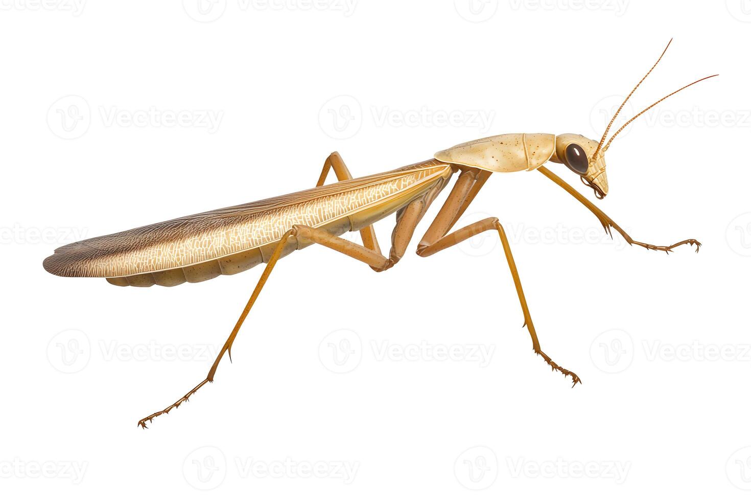 A grasshopper scene on a white background photo