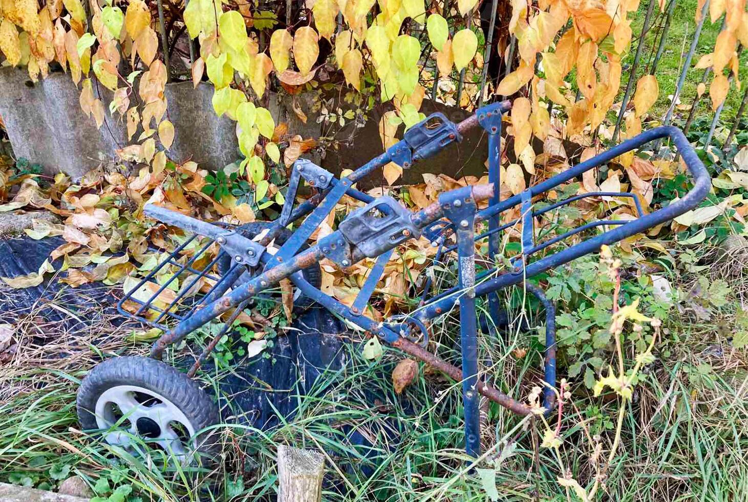 An abandoned garden cart left in an overgrown yard, an old rusty stroller frame surrounded by autumn leaves, discarded baby stroller close up. photo