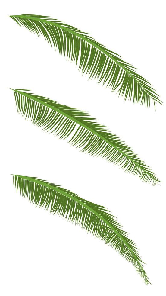 leaf of coconut with leaf isolated white background illustration vector