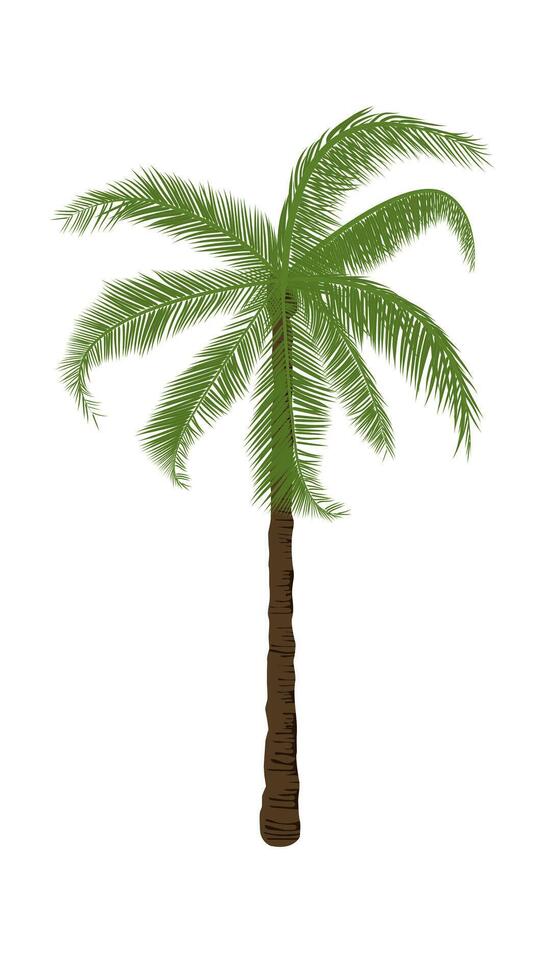 coconut tree with leaf isolated white background illustration vector