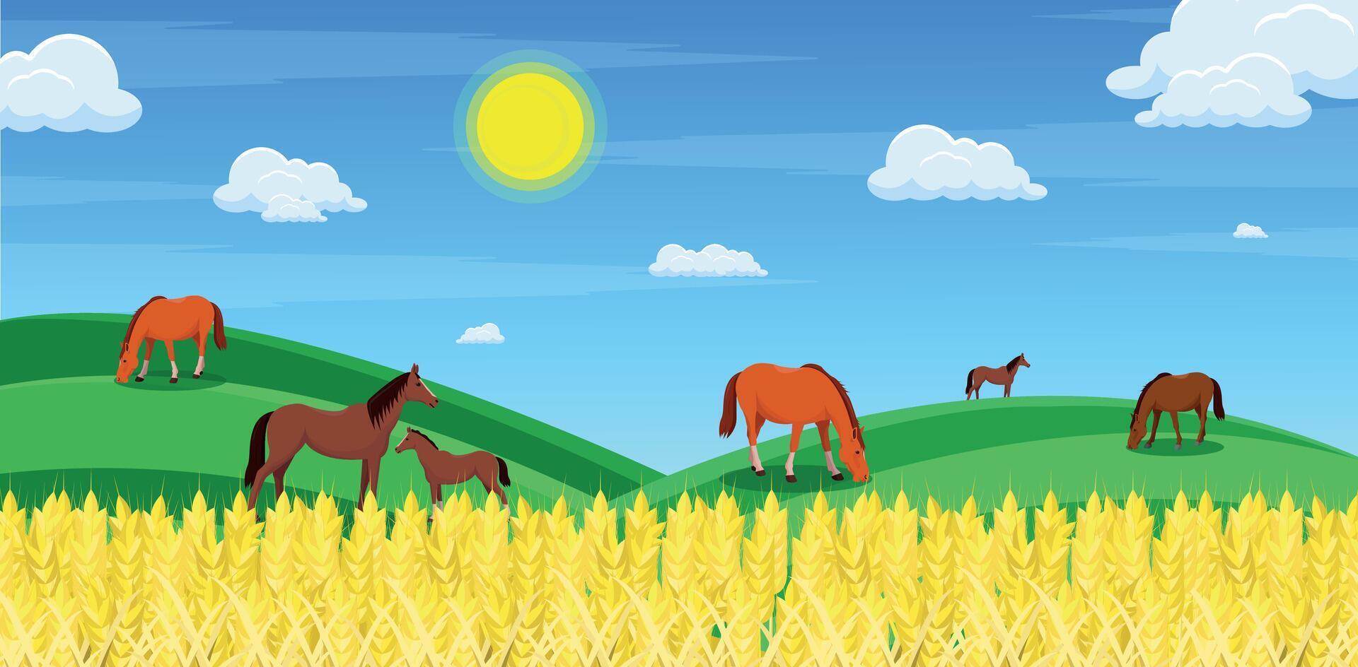 Horses and foal in the meadow. Wheat field. vector