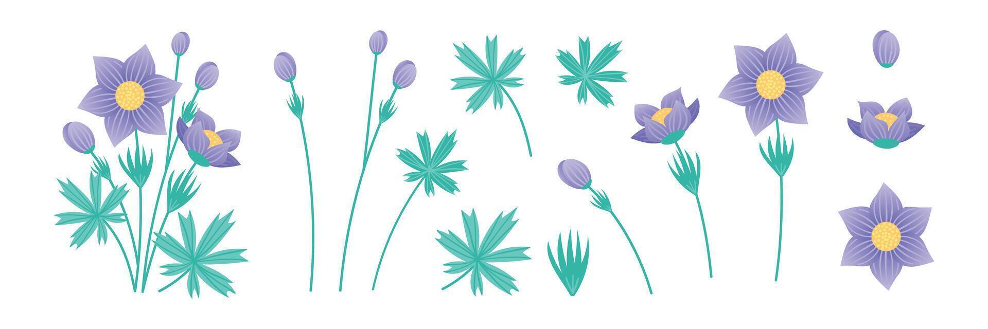 Set of elements Pasque Flower On a white background. Collection of plant elements for design. Delicate purple flowers. illustration. vector