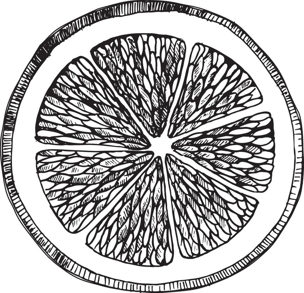 Round lemon slice. A cut flat piece of juicy citrus fruit is hand drawn using graphic technique and converted to format. For design of printed materials, cafe menus, packaging, postcards vector