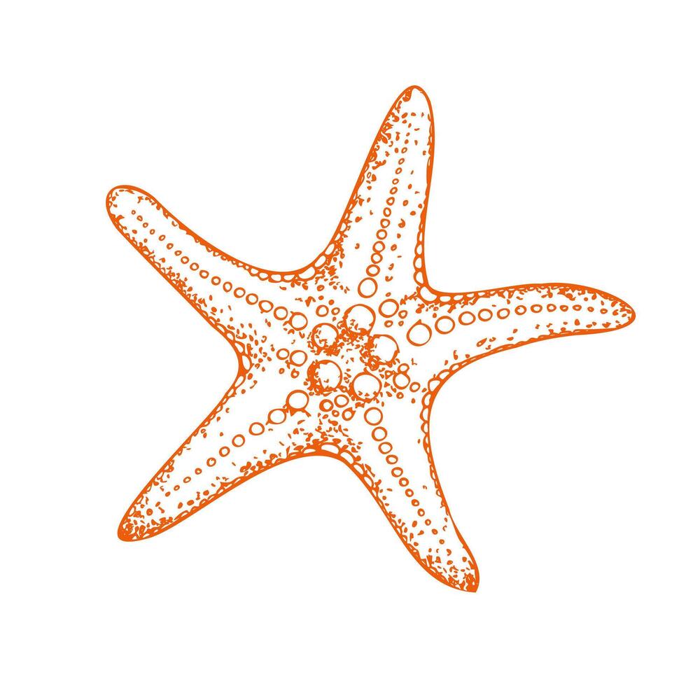 starfish. Hand painted line sketch. Graphic tropical clip art isolated on background. Underwater illustration. For designers, invitations, decoration, postcards, wrapping paper, scrapbooking vector