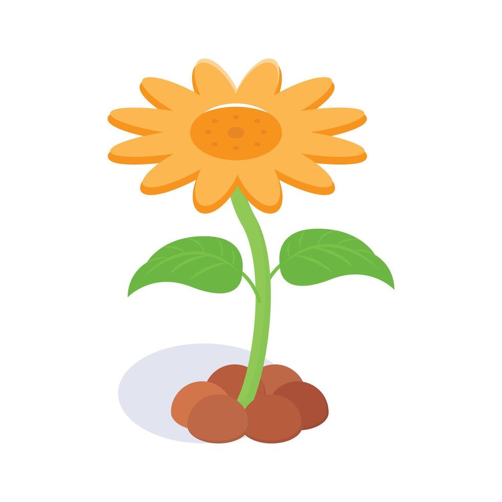 Sunflower isometric isolated on white background vector