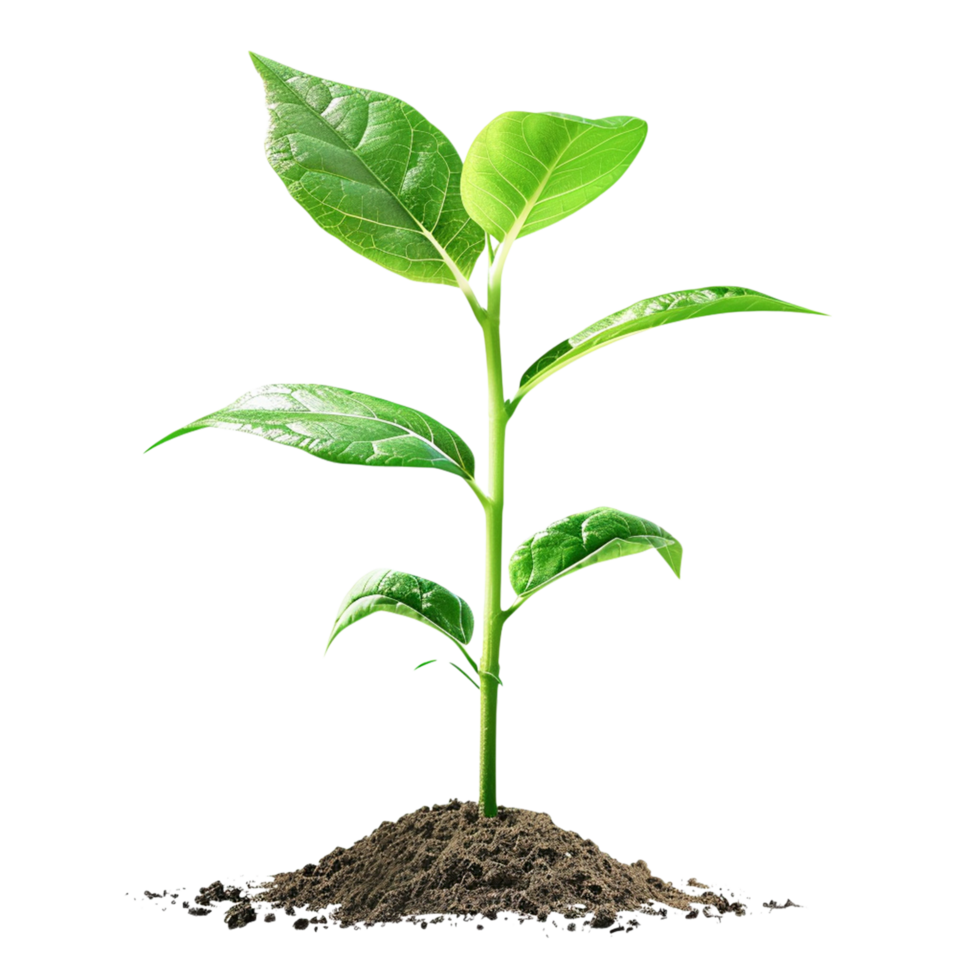 Sprout Growing from Soil png