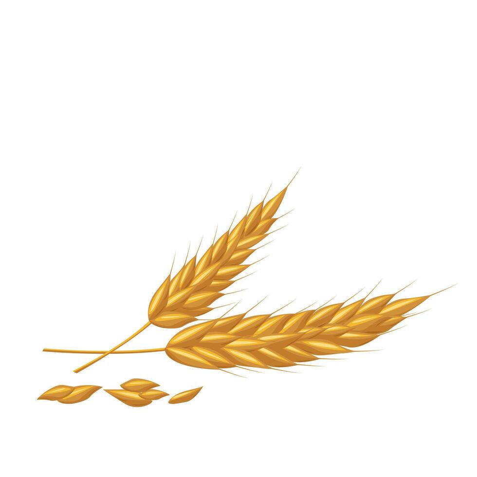Cereal wheat, oat and barley ears spikes and grains.For design beer, bread, flour packaging. Symbols for healthy natural farming food, whole organic spikelets elements on white vector