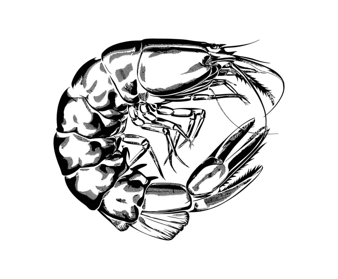 Detailed Shrimp Silhouette EPS Template vector