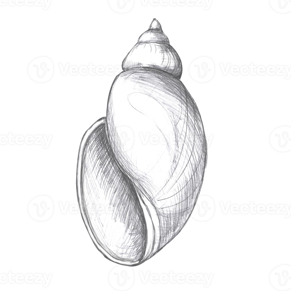Hand drawn pencil drawing of a rounded shell. Isolated illustration in realistic style for fish restaurant design, menu, textile, posters png
