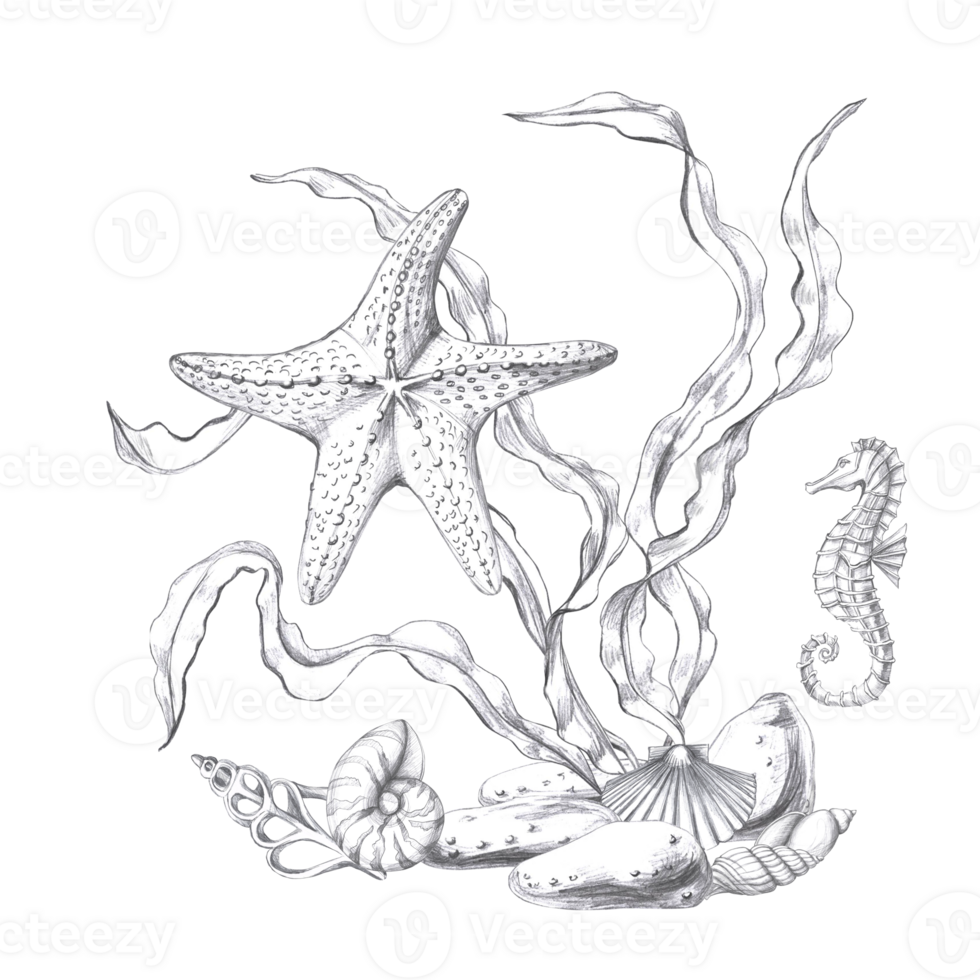 Starfish, seahorse and shells in seaweed, hand drawn pencil sketch. Isolated illustration in realistic style for fish restaurant design, menu, textile, printed products png