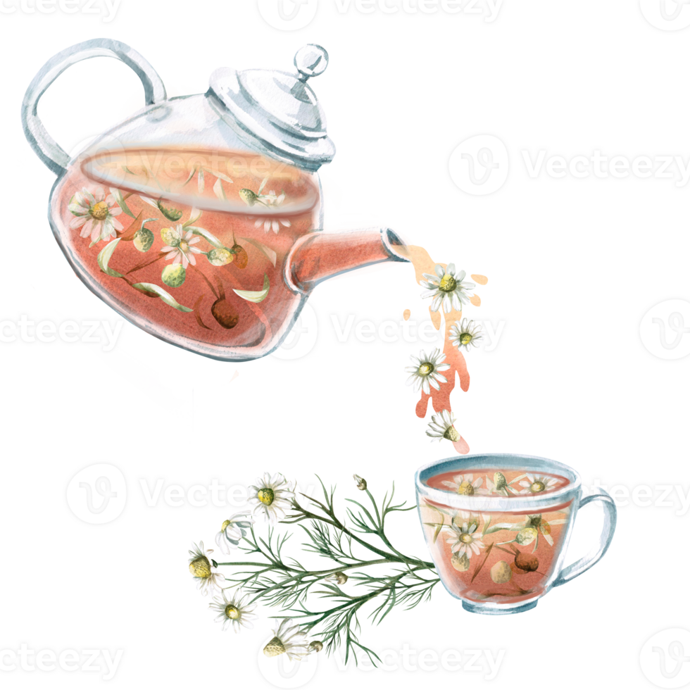 Transparent teapot with chamomile tea pouring into mug. Isolated watercolor illustration for tea ceremony design, cafe, tea shop, poster, tonic tea collection png