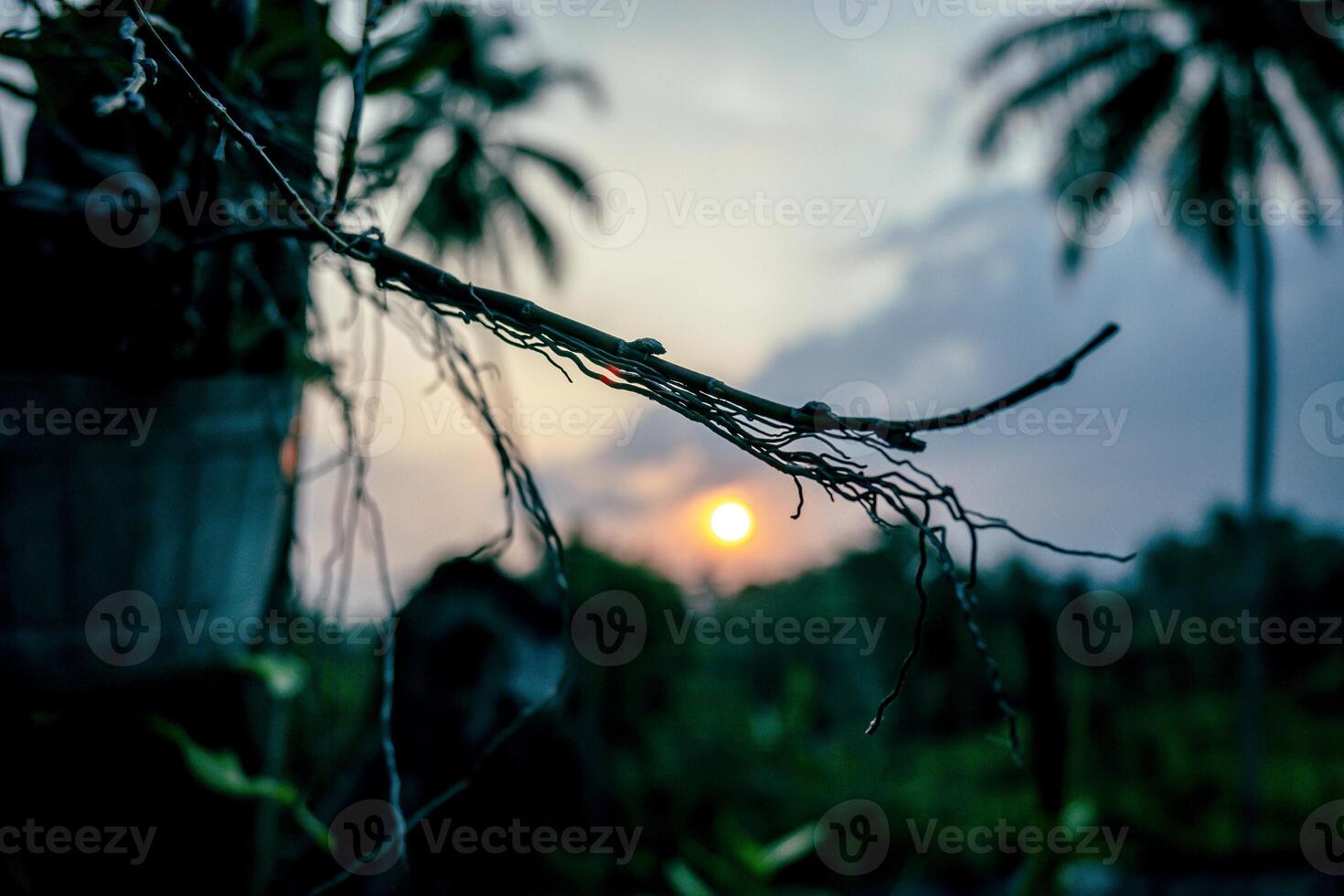 In the late afternoon, a silhouette view of the stems and roots of the dove orchid, with the setting sun in the background casting a golden yellow color. photo