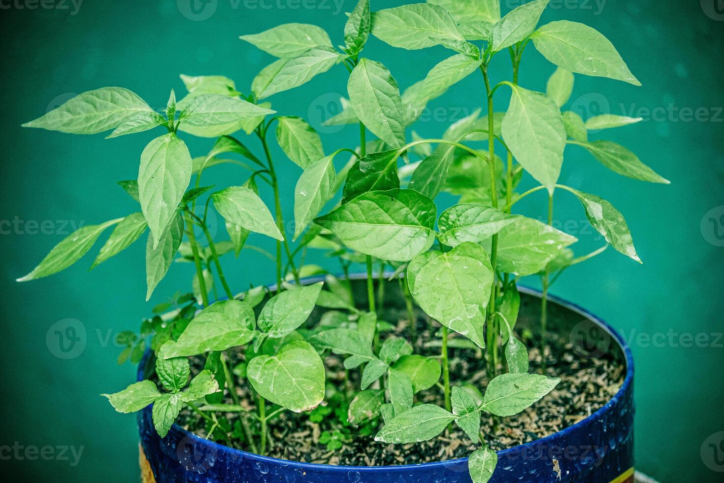 The growth of chili seedlings resulting from sowing chili seeds in pots, appears to be thriving. photo