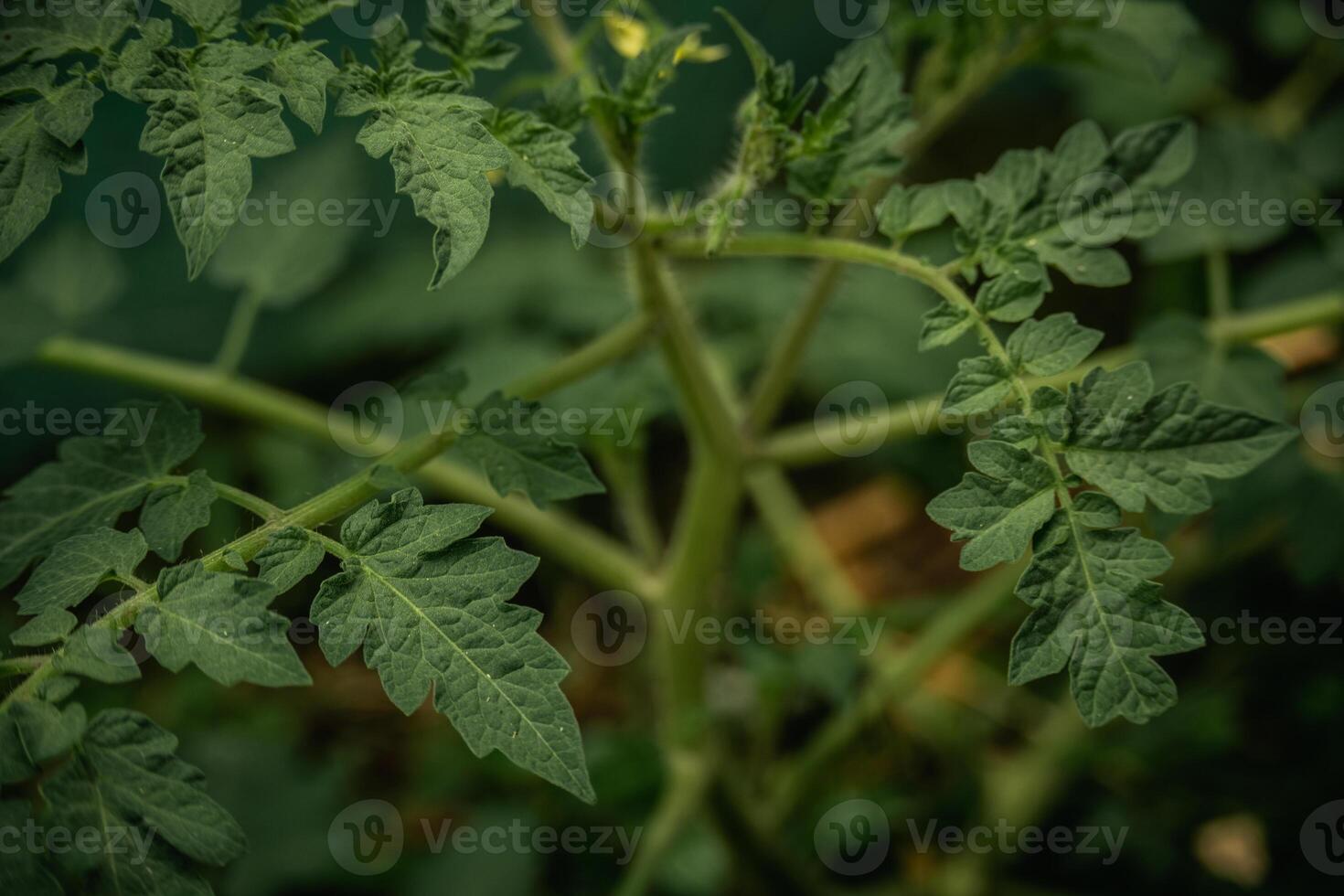 A green tomato tree is an expectation of abundant fruit. photo