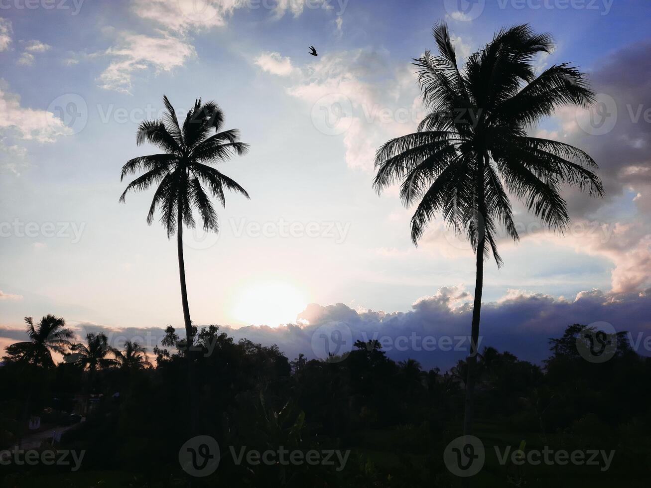 The view of the setting sun is seen between two coconut trees, thick clouds ready to cover the sun. photo