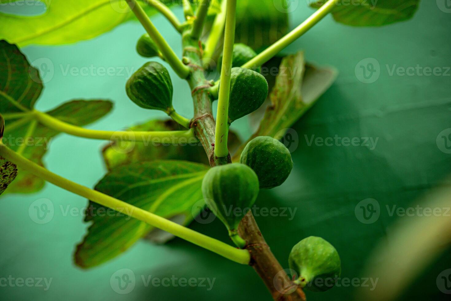 Figs - with the Latin name Ficus carica, still look green at the moment, but will soon develop into ripe figs and offer all the benefits to the body. photo