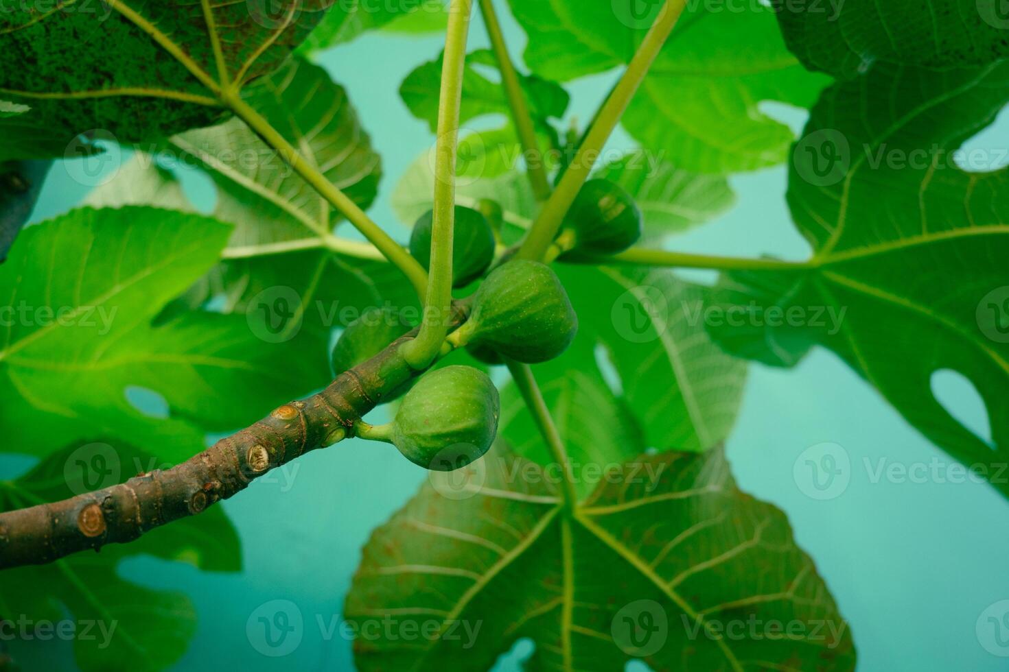 Figs - with the Latin name Ficus carica, still look green at the moment, but will soon develop into ripe figs and offer all the benefits to the body. photo