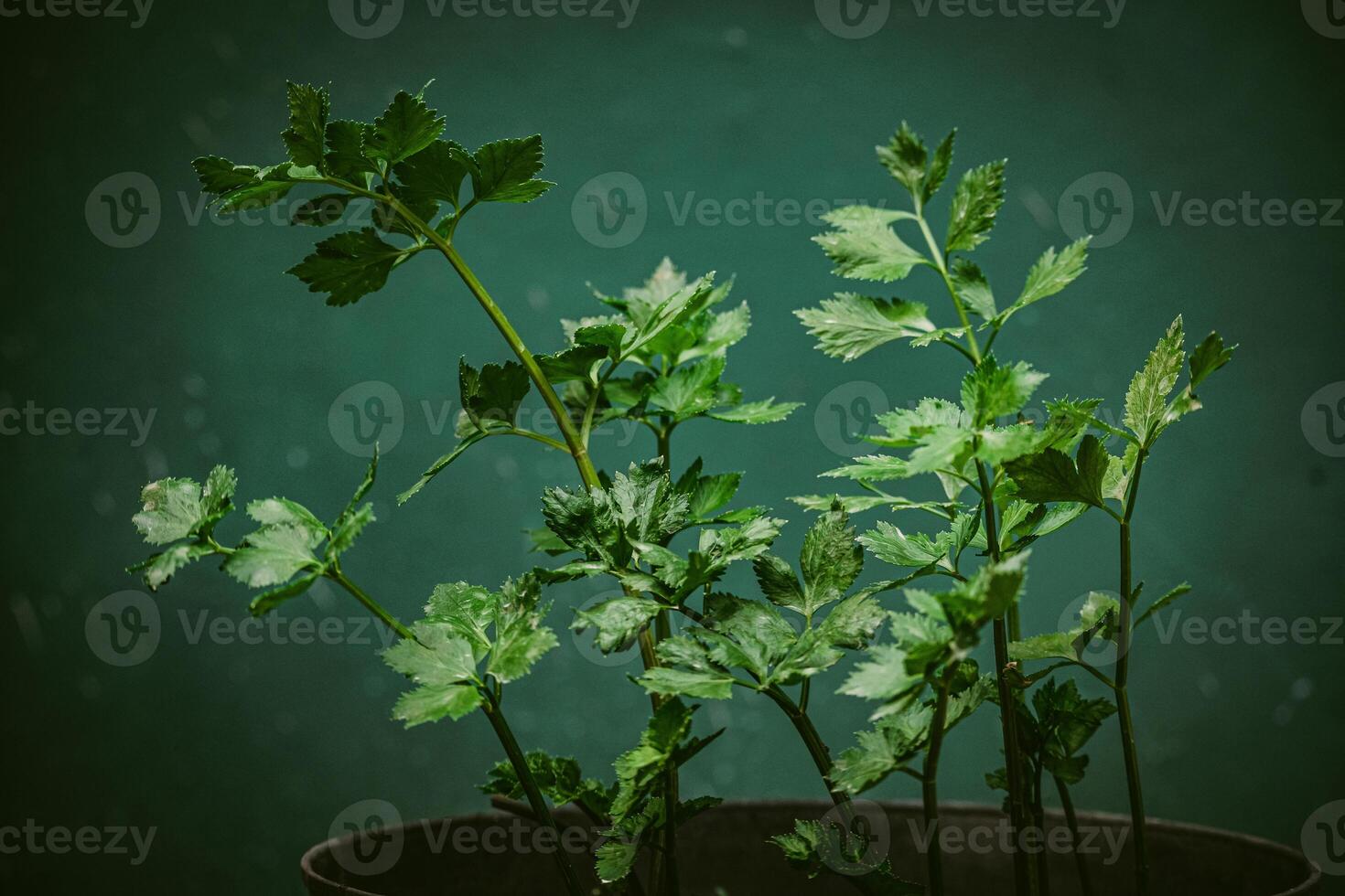 celery plants - plants are one of the ingredients of kitchen spices that are often used to add aroma and flavor to dishes, by sprinkling. photo
