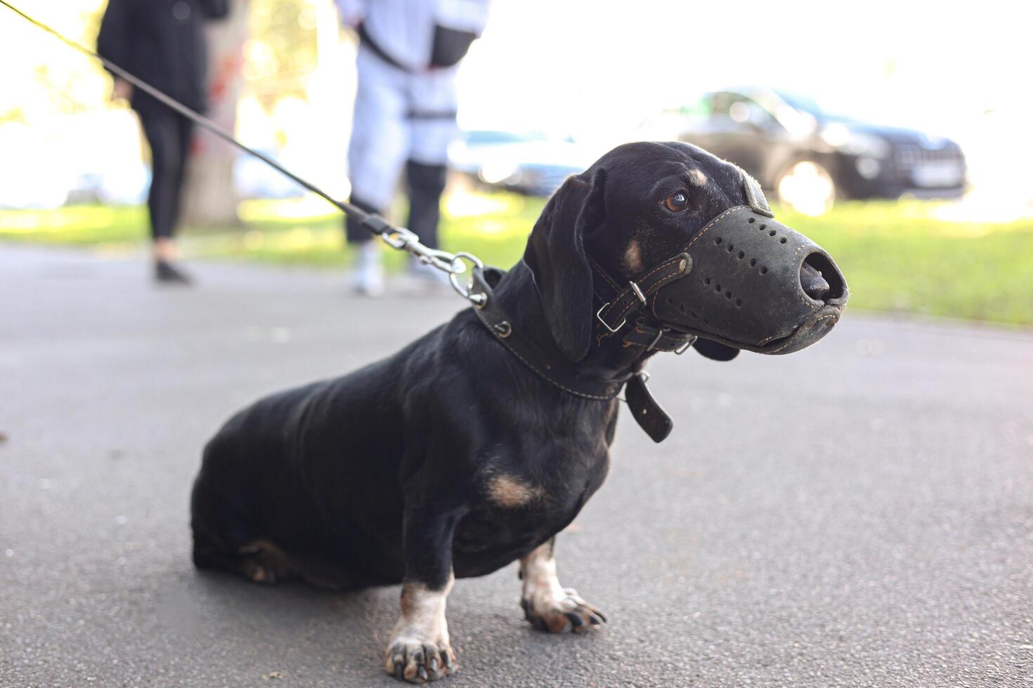 An adult black dachshund dog in a muzzle standing outside on a leash photo