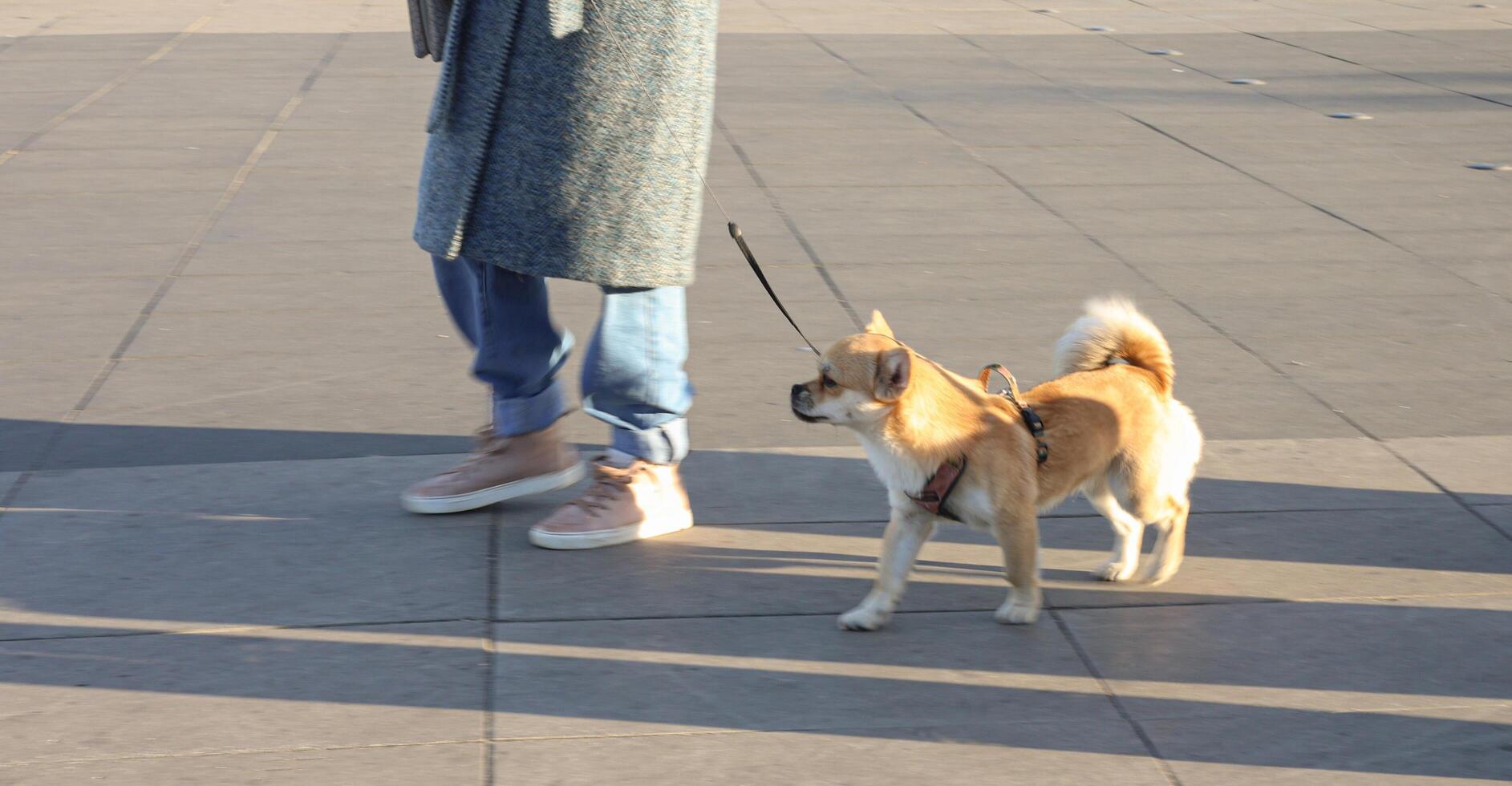 a chihuahua dog walks on a city street with its owner on a leash photo