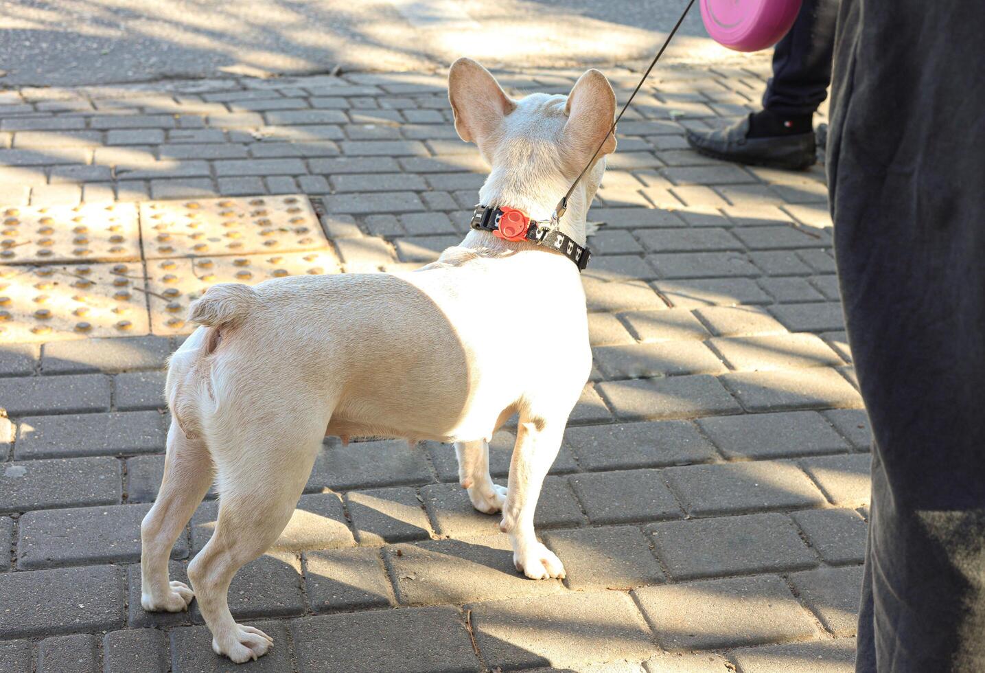 a chihuahua dog walks on a city street with its owner on a leash photo