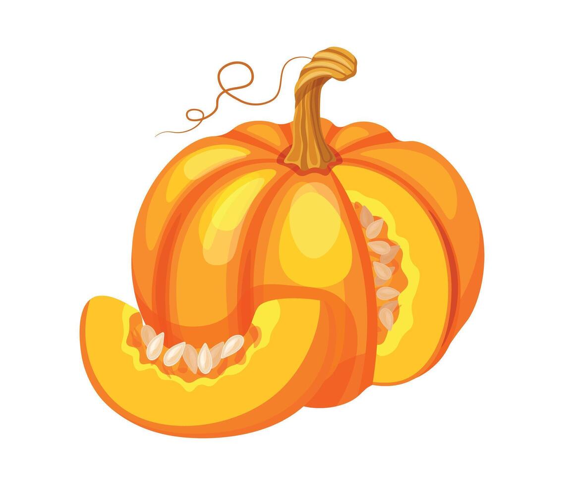 Delicious pumpkin in cartoon style. Flat illustration of yellow pumpkin with seeds, whole, piece, cut, with tendril isolated on white background. Autumn harvest. vector
